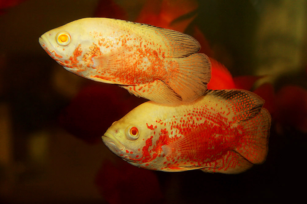 〖观赏魚〗