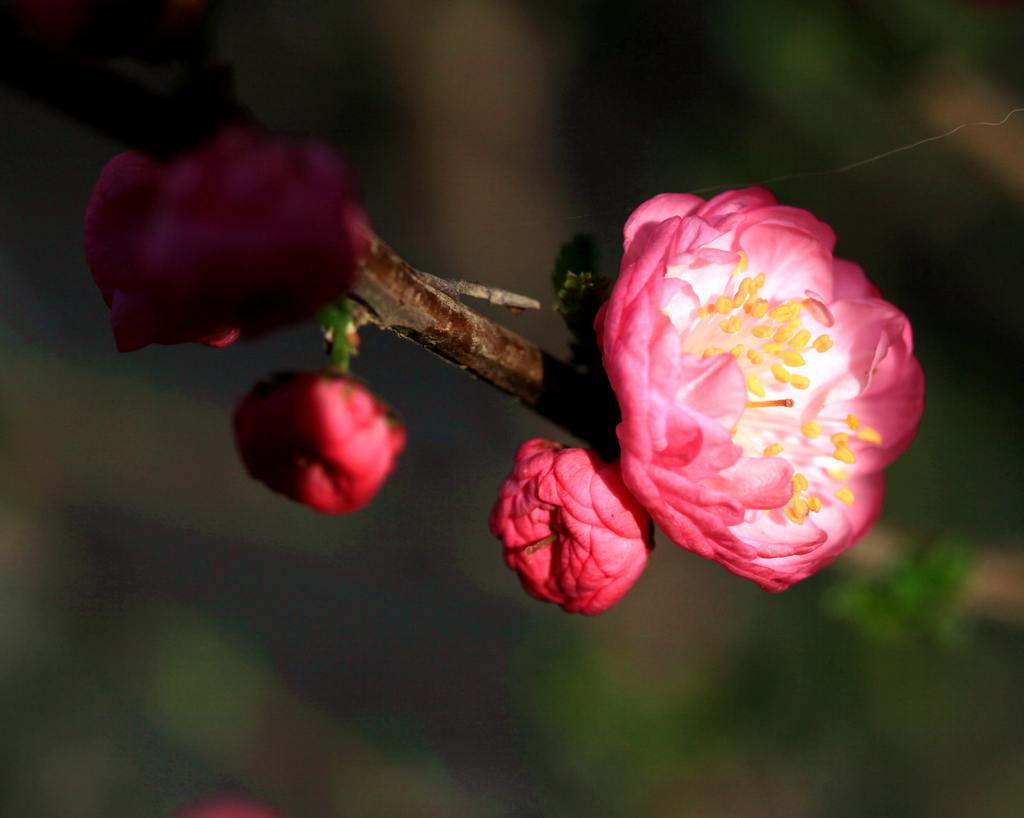 樱花时节（二）