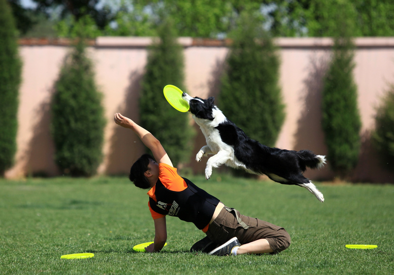 *** awi飞盘狗大赛(作品贴)****(全部作品连接到中国飞盘狗俱乐部 见