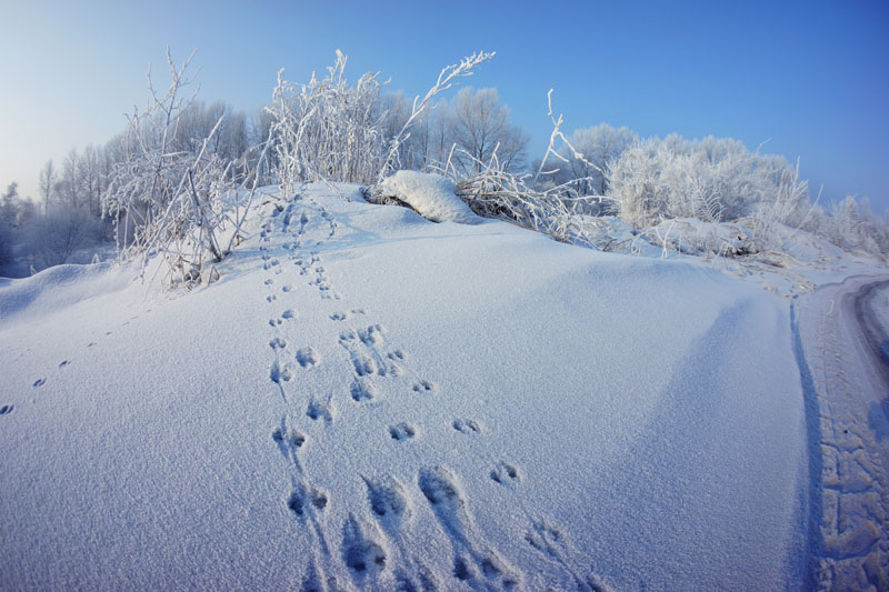 雪 野 里 行 走 】 - 其迹的博客 - PhotoFans摄影网